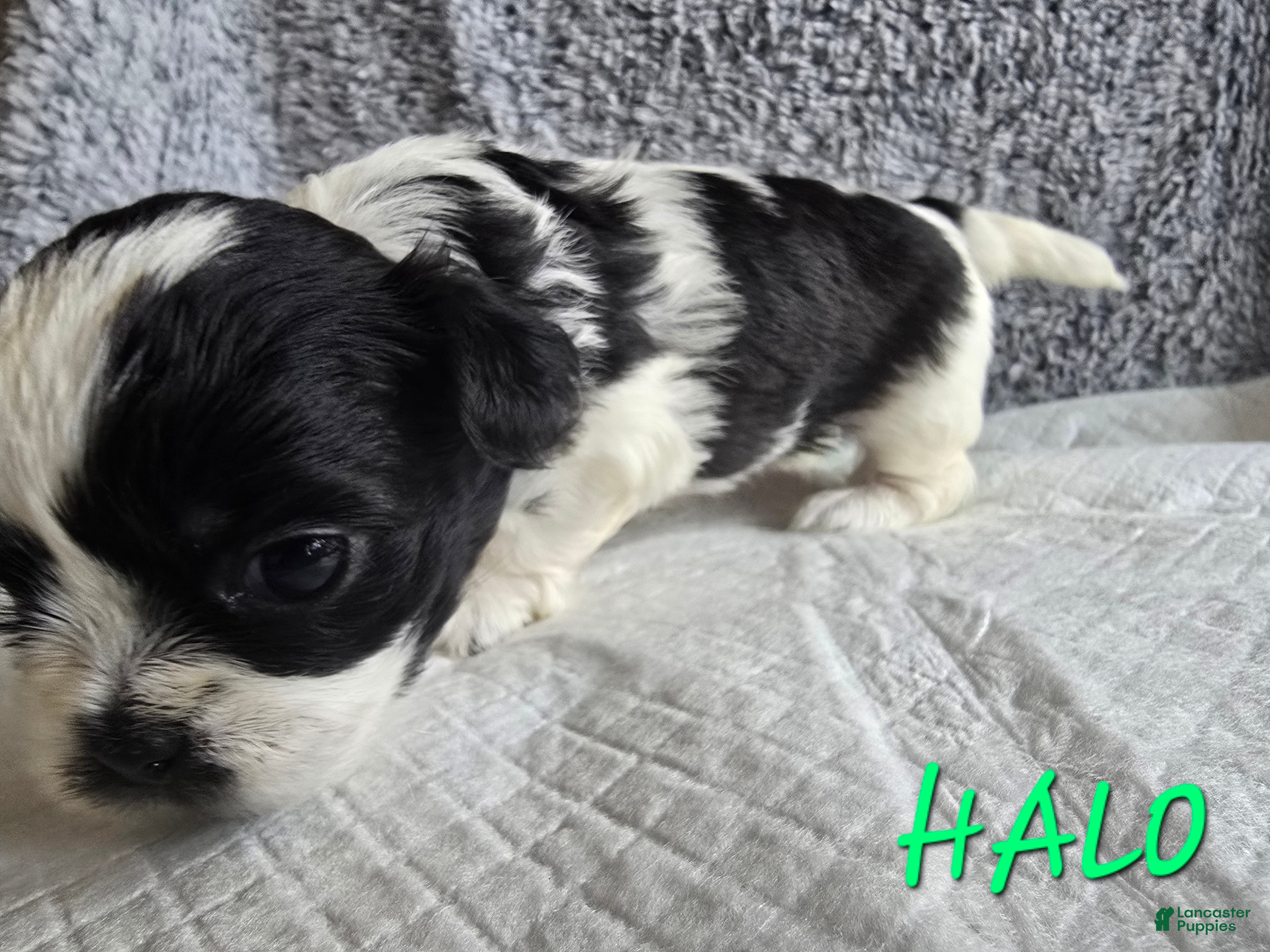 Shih Tzu dogs Halo - Ad 5