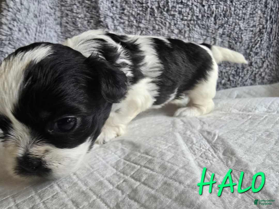 Shih Tzu dogs for sale: Halo - Ad 1