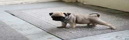 Pug dogs for sale: Teddy - Ad 2