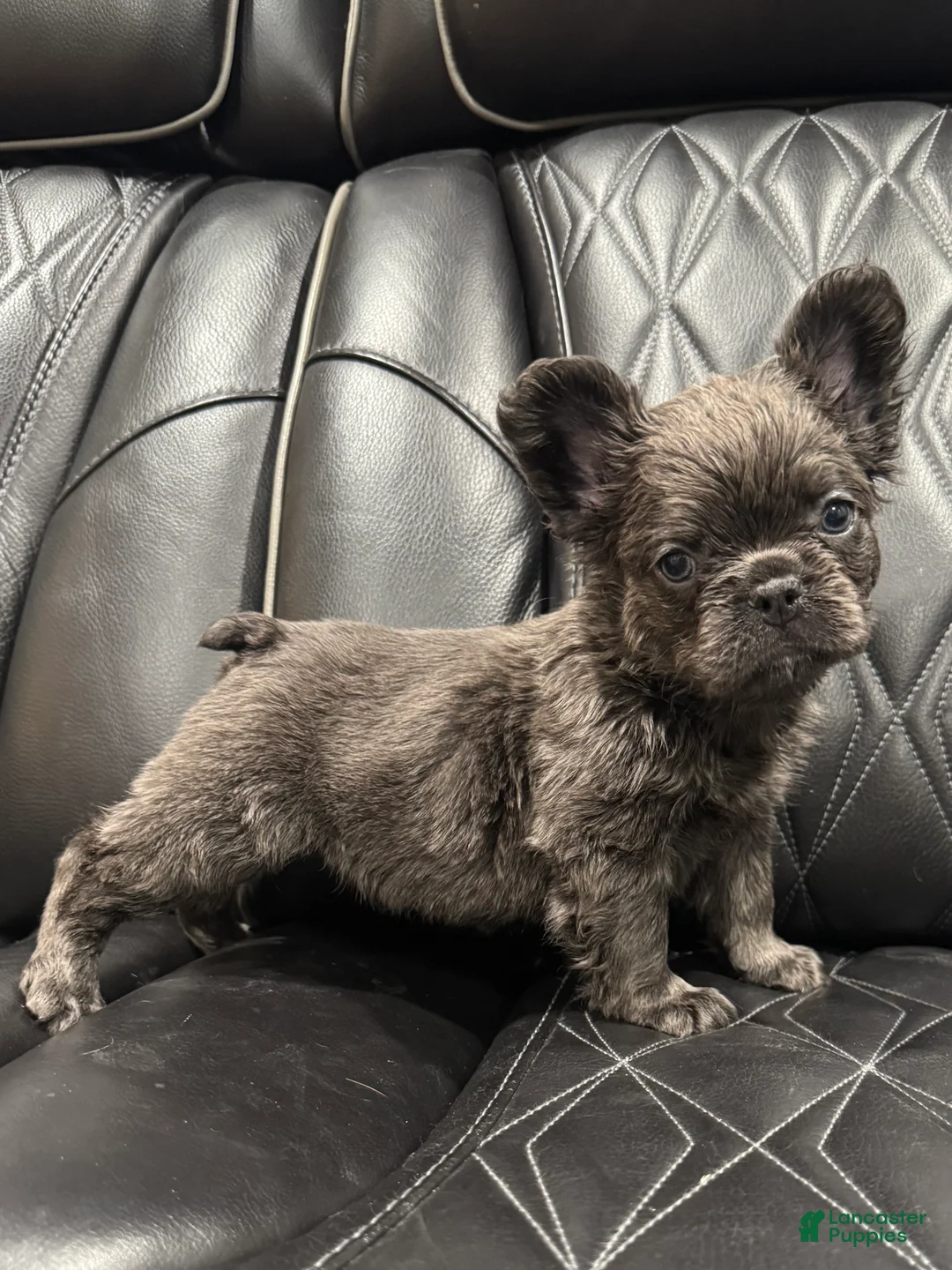 French Bulldog dogs for sale: FLUFFY MAHOMES - Ad 8
