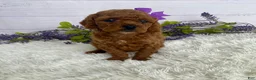 Miniature Poodle dogs for sale: Tulip - Ad 4