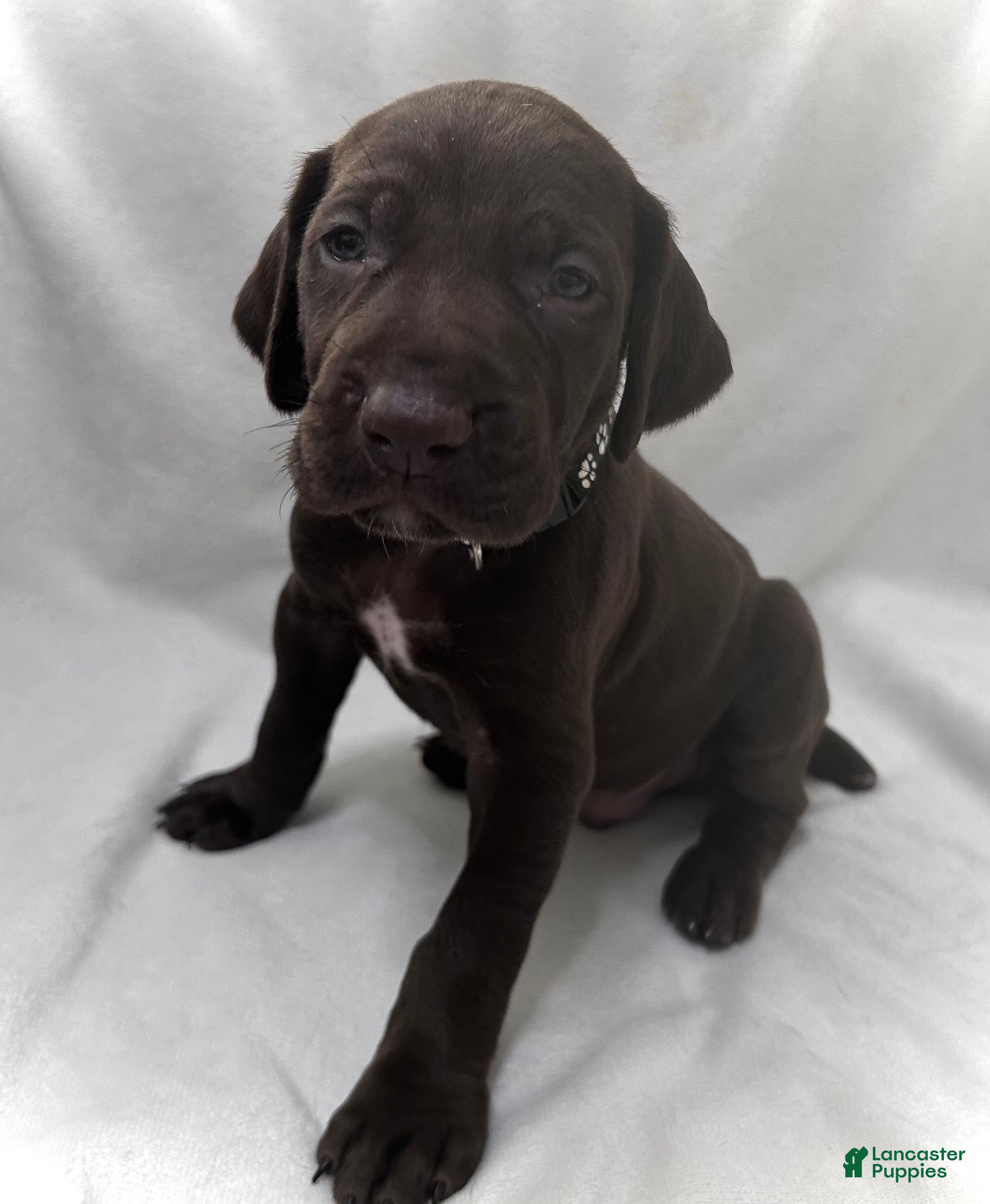German Shorthaired Pointer dogs Honor - Ad 36