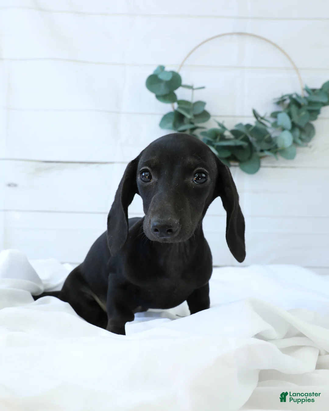 Miniature Dachshund dogs for sale: Dory - Ad 2