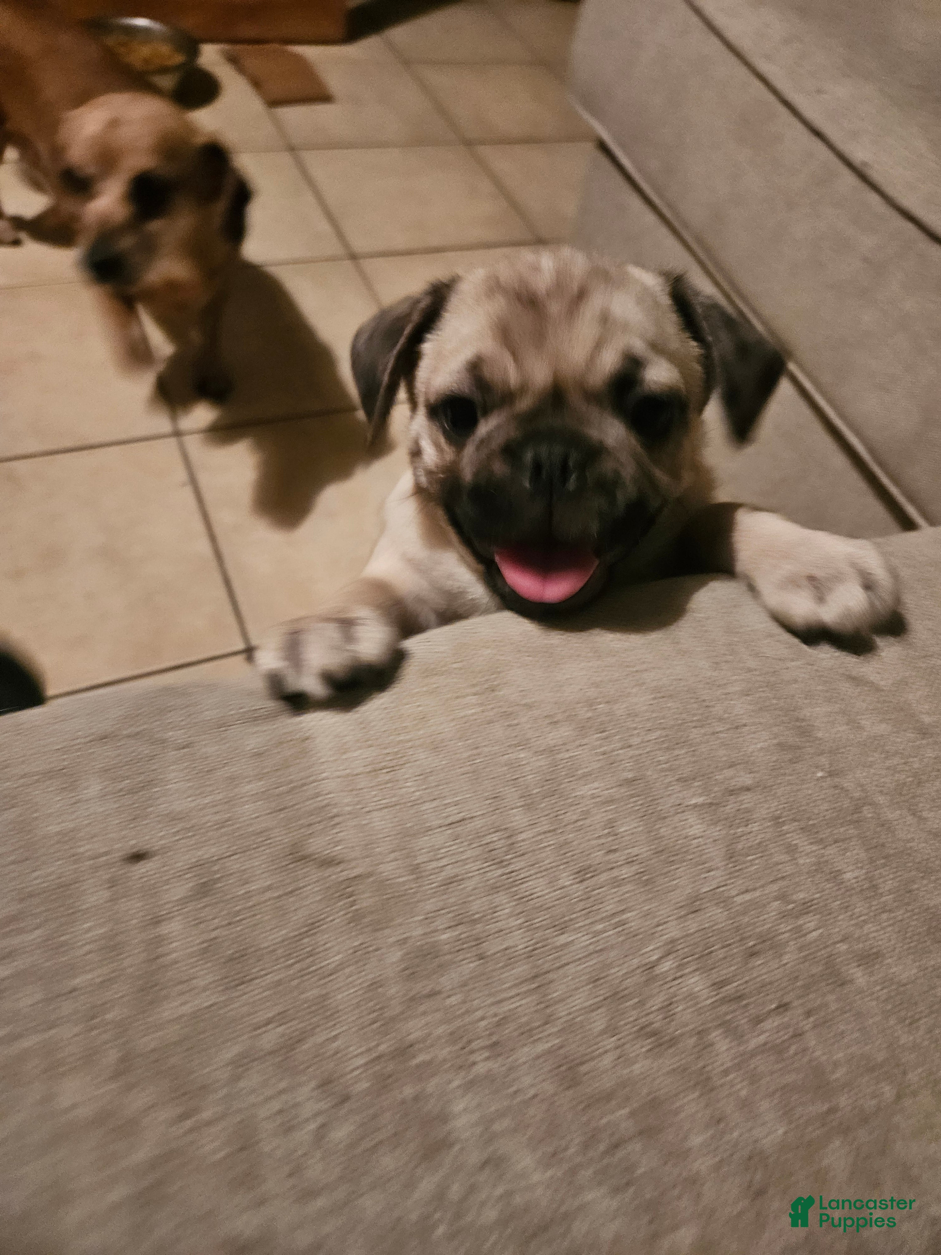 Pug dogs Pug Puppy 3 - Ad 10
