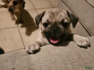 Pug dogs Pug Puppy 3 - Ad 10