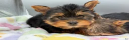 Yorkshire Terrier dogs for sale: Ash - Ad 12