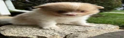 Pomeranian dogs for sale: Andy - Ad 26