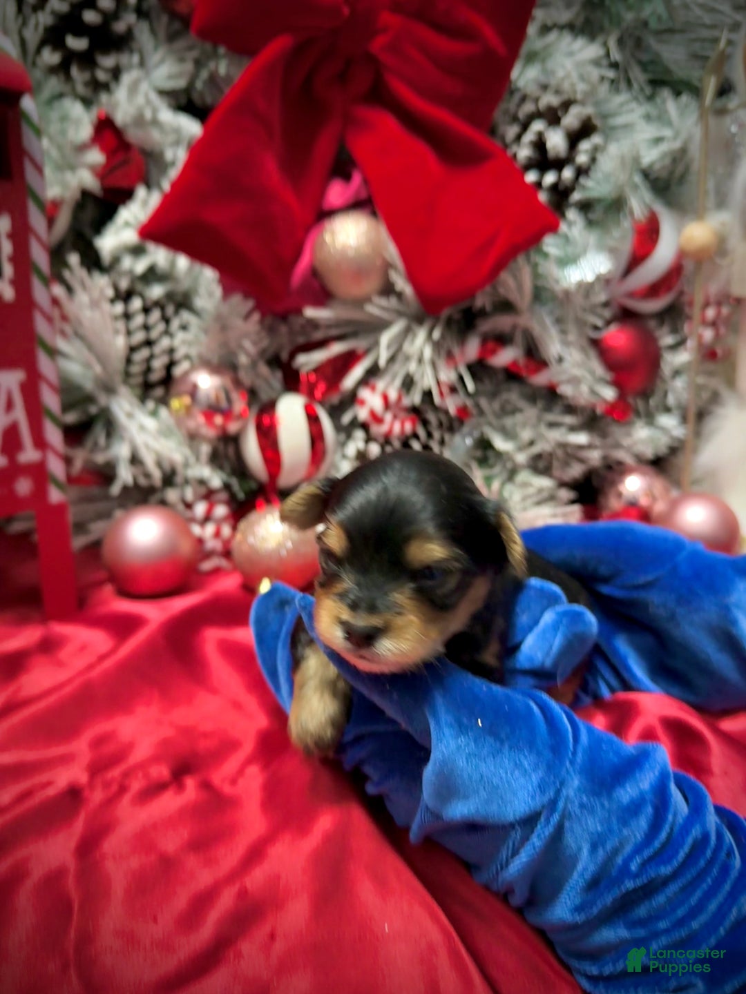 Yorkshire Terrier dogs for sale: Fettuccine  - Ad 11