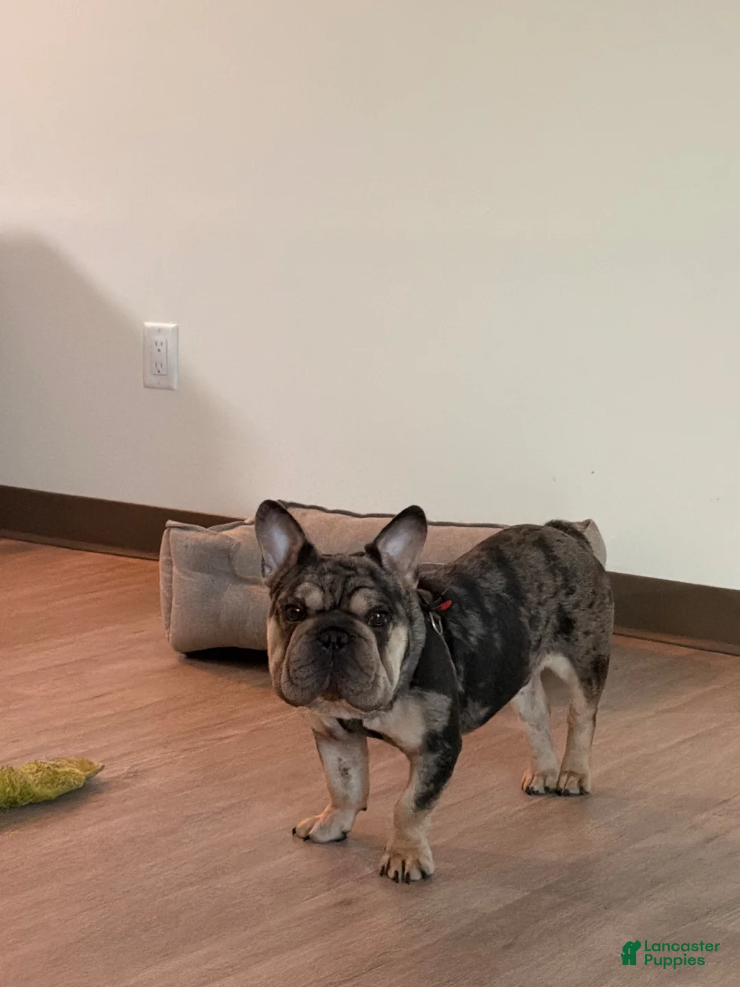 French Bulldog dogs for stud: Ruffles - Ad 2