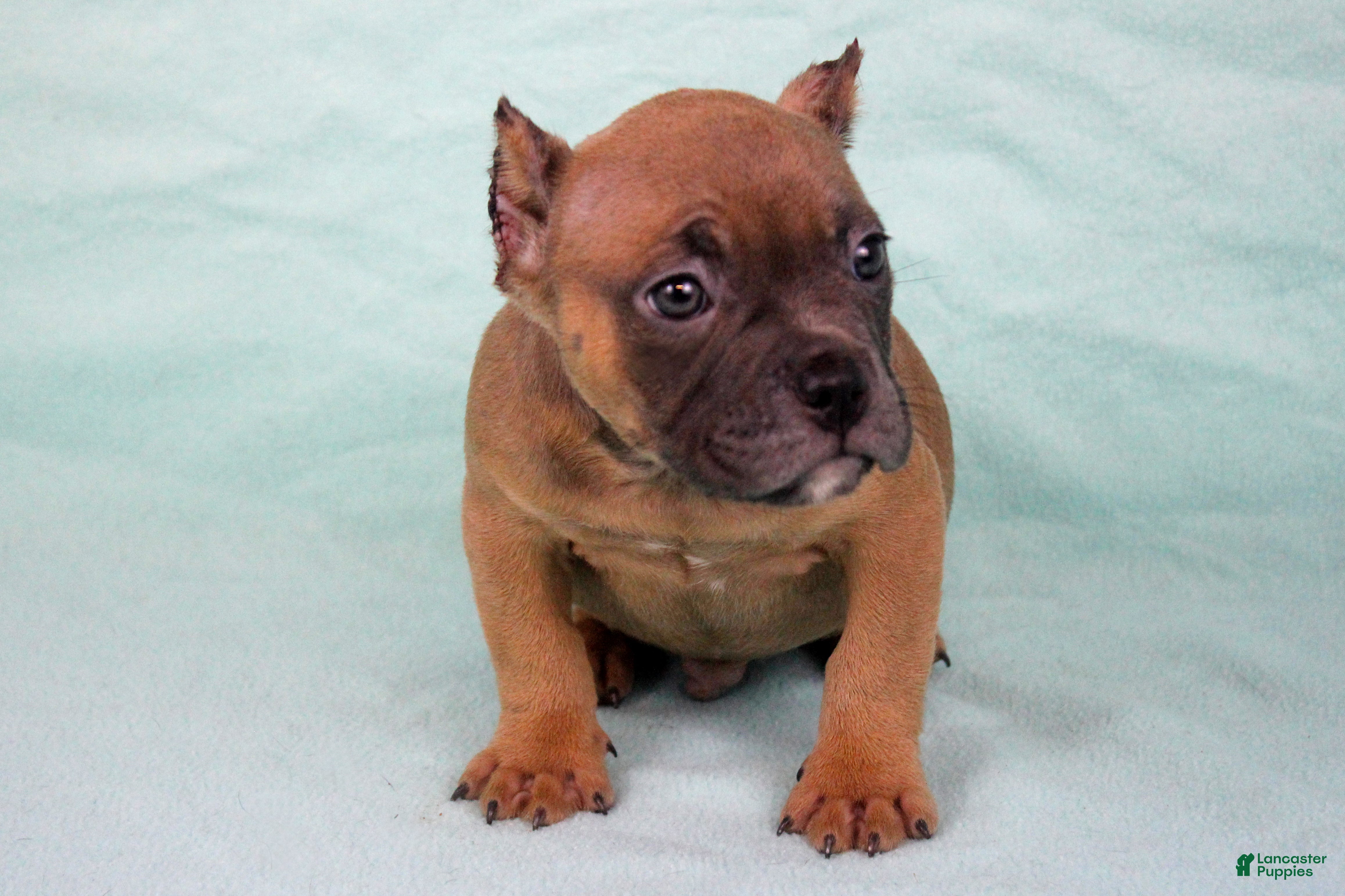 American Bully dogs Fawn Male - Ad 1