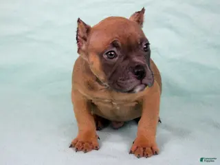 American Bully dogs for sale: Fawn Male - Ad 3