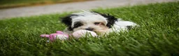 Havanese dogs for sale: Precious - Ad 5
