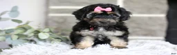 Maltipoo dogs for sale: Cove - Ad 10