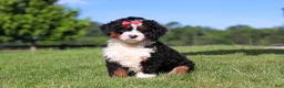 Mini Bernedoodle dogs for sale: Pistachio - Ad 5