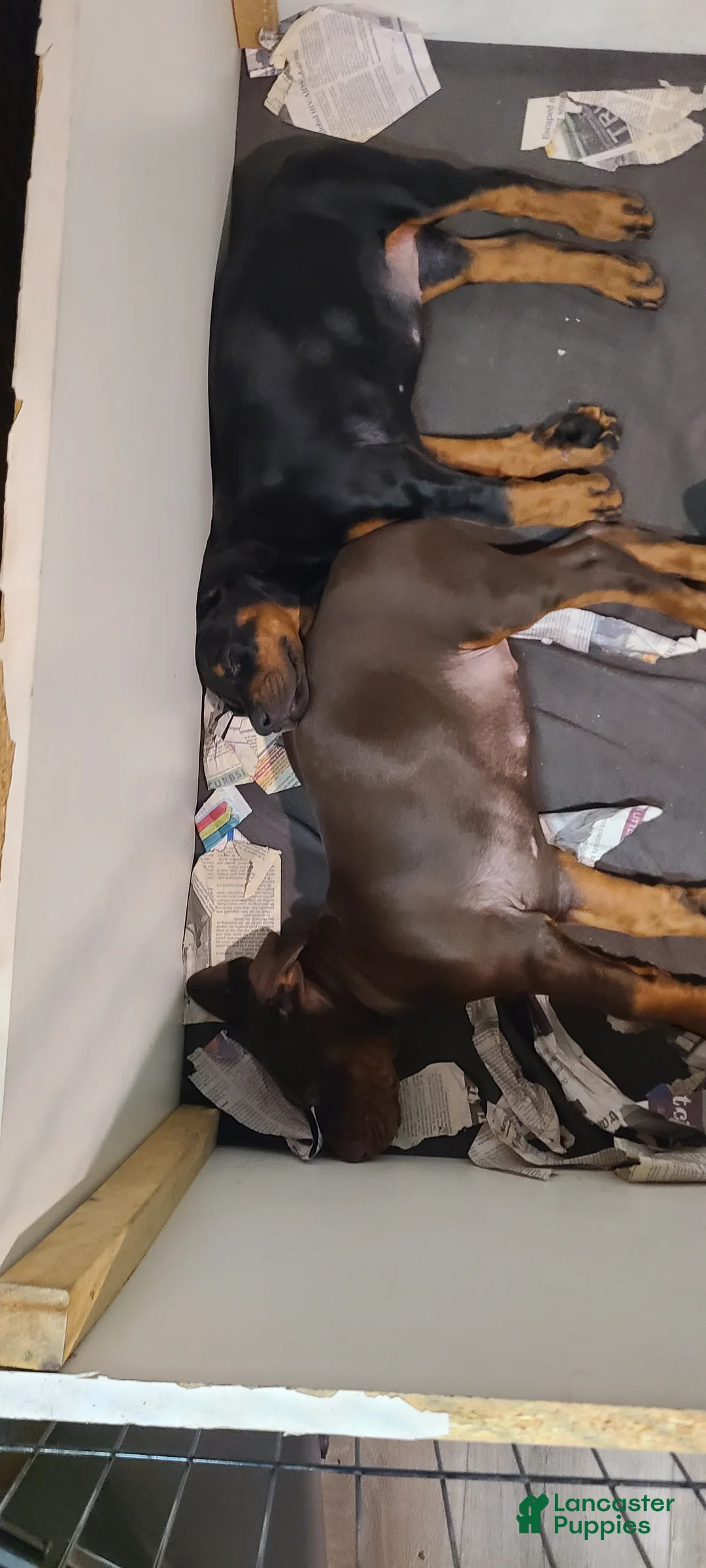 Doberman Pinscher dogs for sale: Gustav  - Ad 5