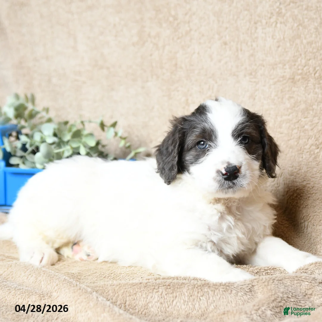 Goldendoodle dogs for sale: Rolo - Ad 3