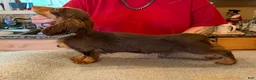 Miniature Dachshund dogs for sale: Russian AKC boy - Ad 3