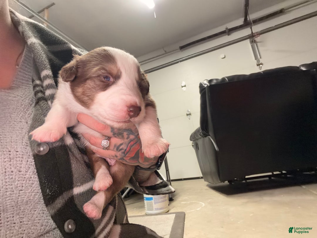 Australian Shepherd dogs for sale: Australian Shepherd Puppy -Charles   - Ad 4