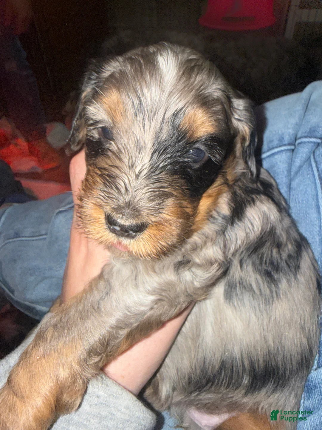 Mini Bernedoodle dogs for sale: Mini Bernedoodle Faith - Ad 2