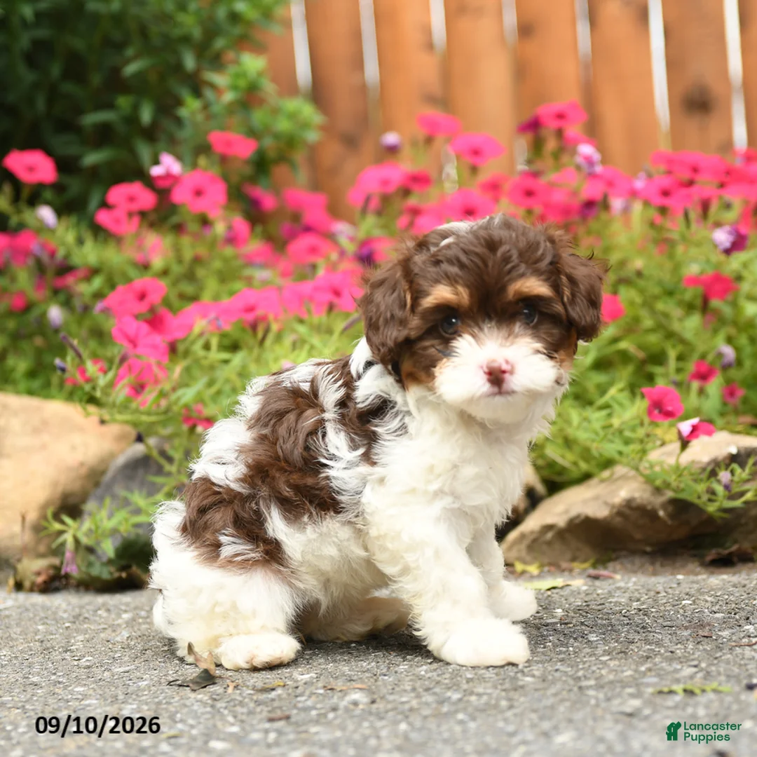 Georgia Mixed Breed for sale in Gap | Lancaster Puppies