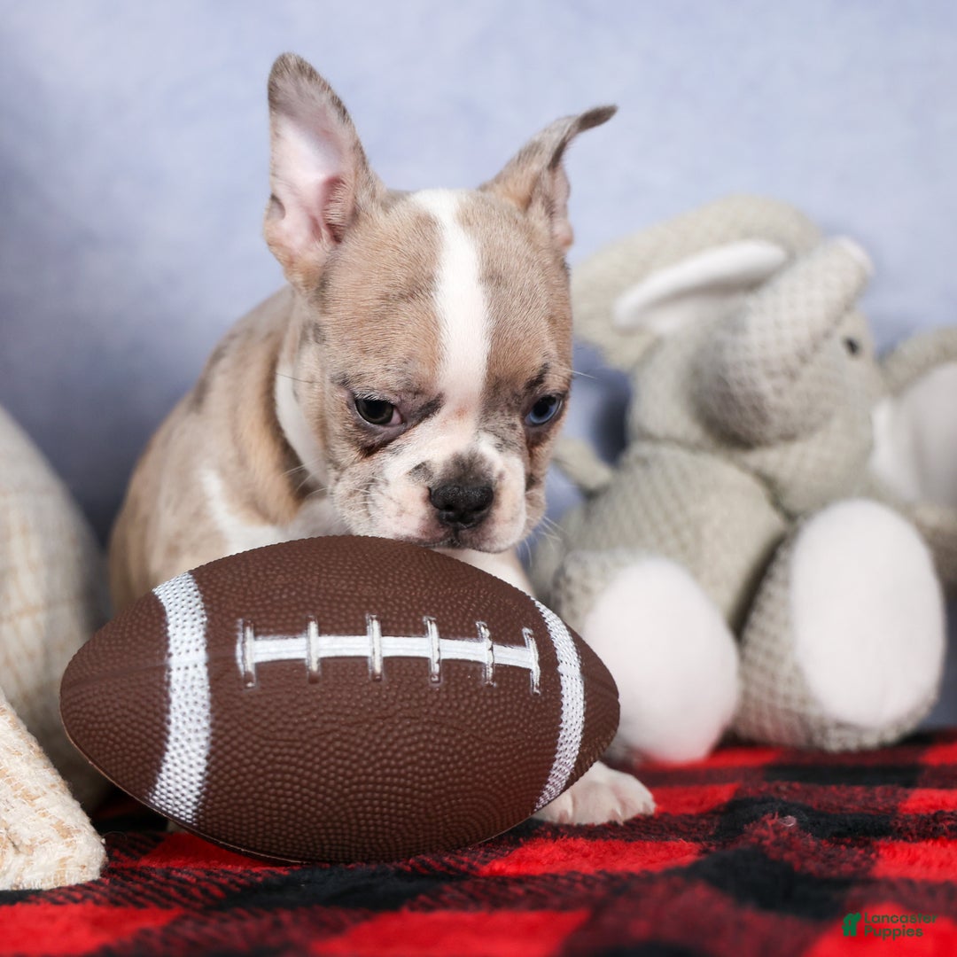 Frenchton dogs for sale: NORA - Ad 12