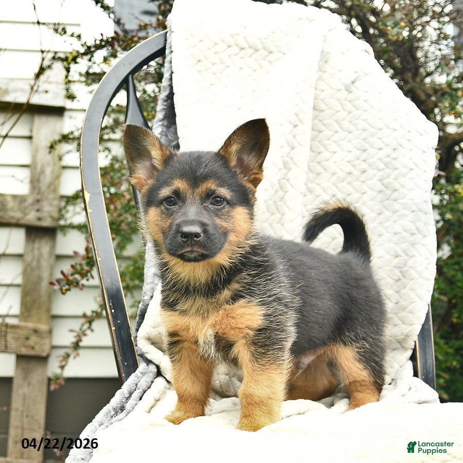 Mixed Breed dogs Patriot  - Ad 2