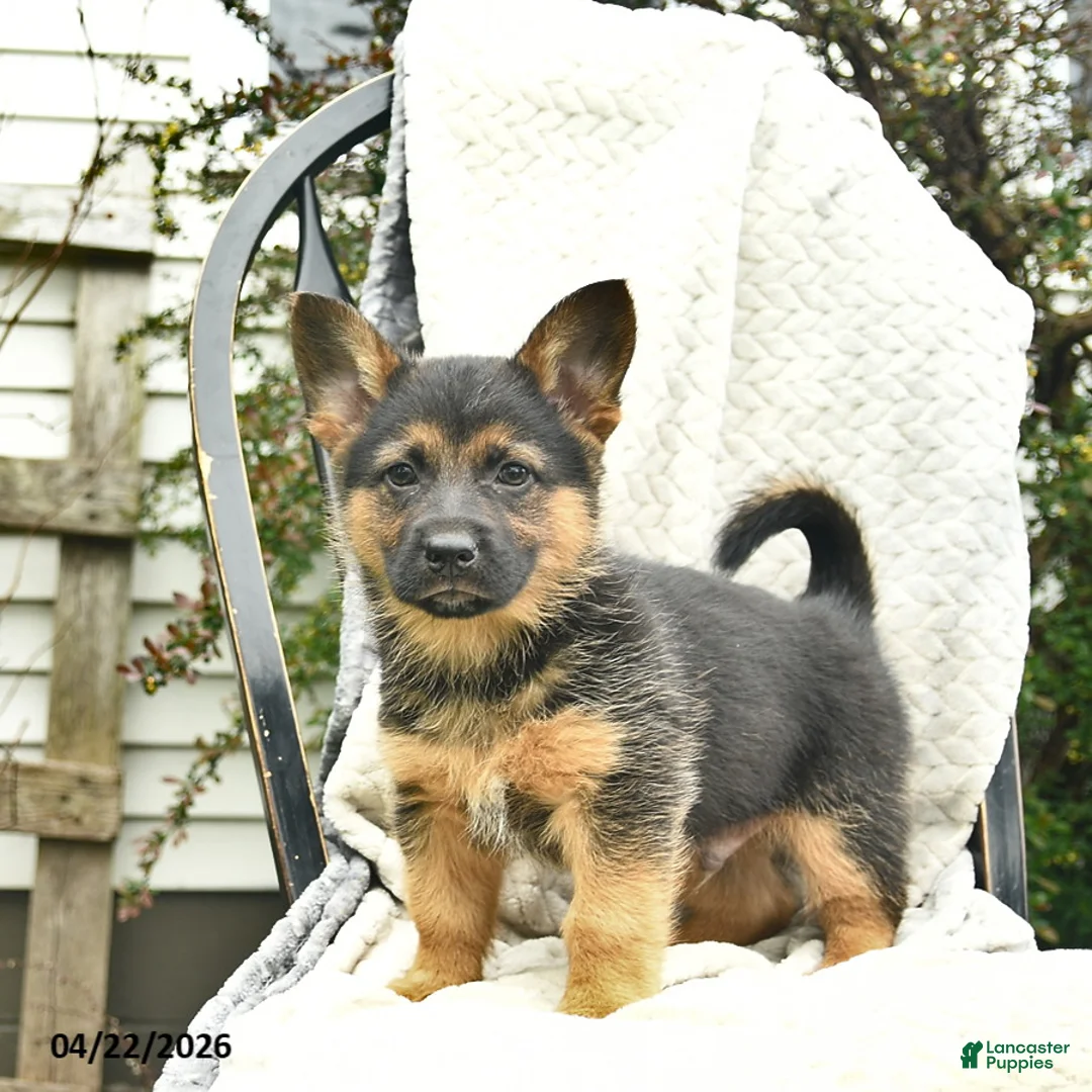 Mixed Breed dogs for sale: Patriot  - Ad 2