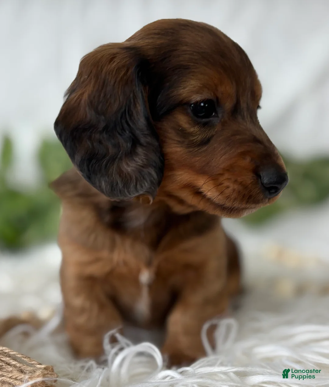 Miniature Dachshund dogs for sale: Sonny Boy Miniature Dachshund  - Ad 8