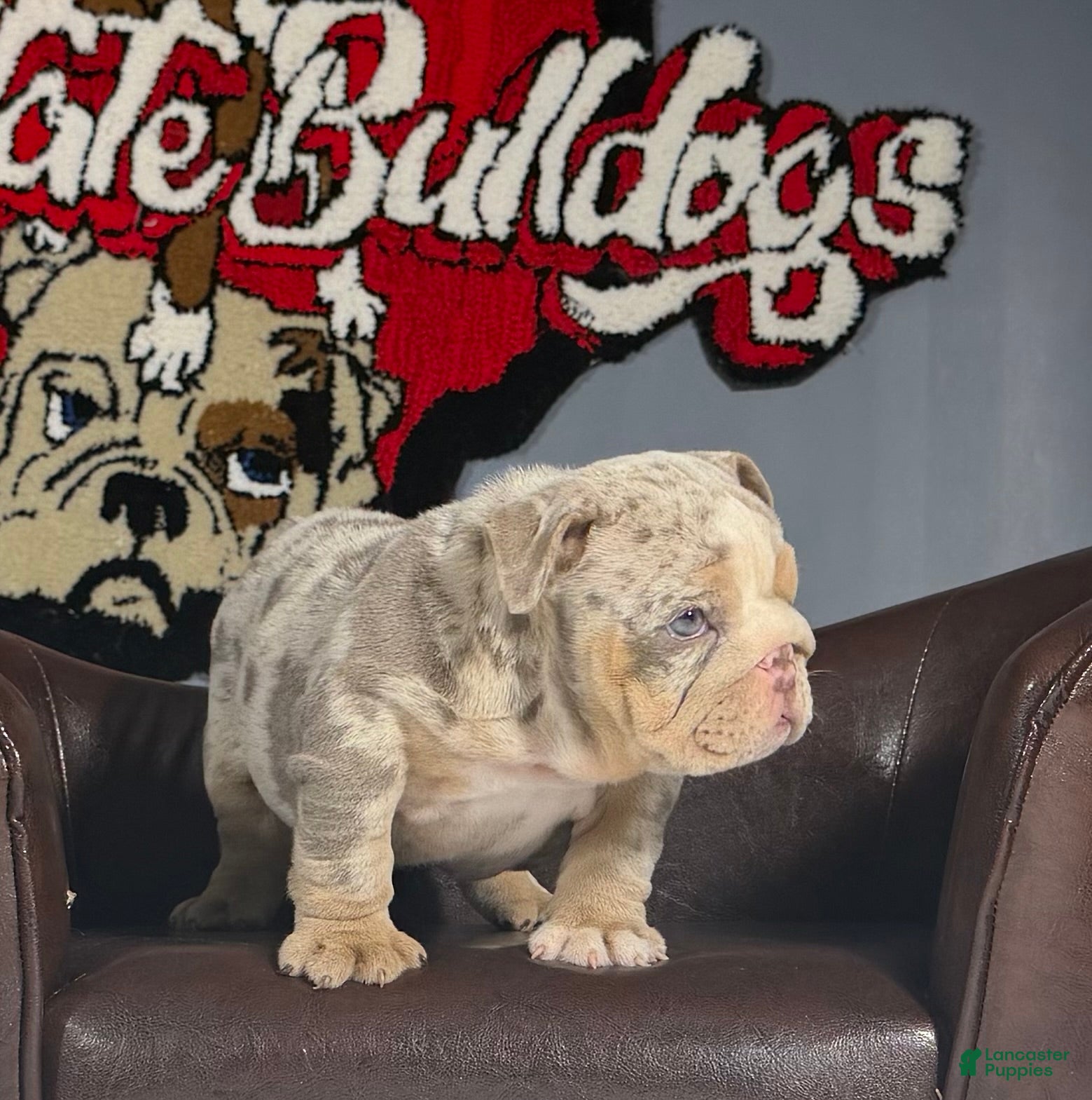 English Bulldog dogs English Bulldog 1 - Ad 1