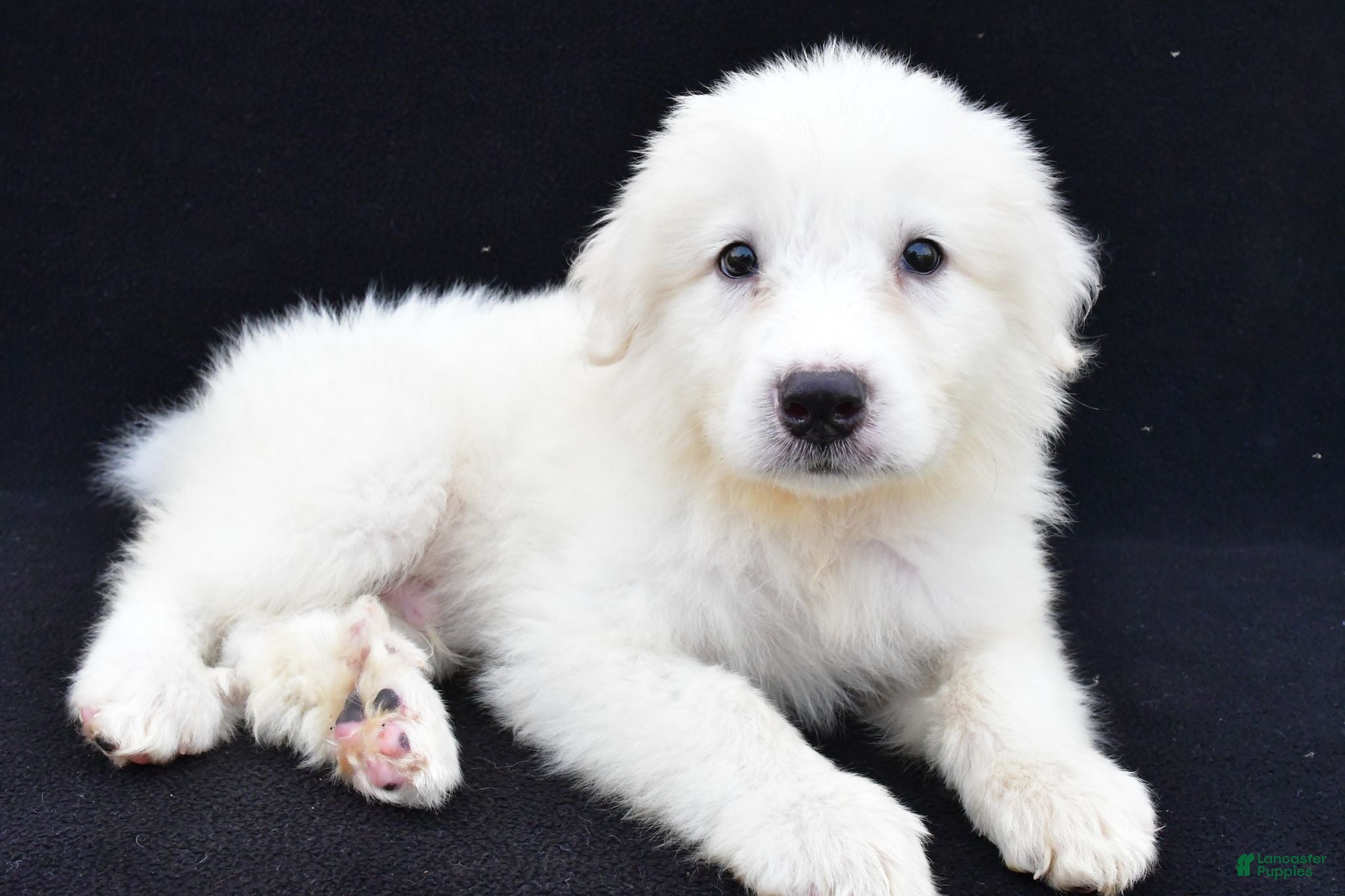 Great Pyrenees dogs Marvin - Ad 2
