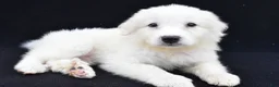 Great Pyrenees dogs for sale: Marvin - Ad 2