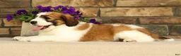 Saint Berdoodles dogs for sale: Wilder - Ad 5