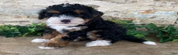 Mini Bernedoodle dogs for sale: Jack - Ad 3