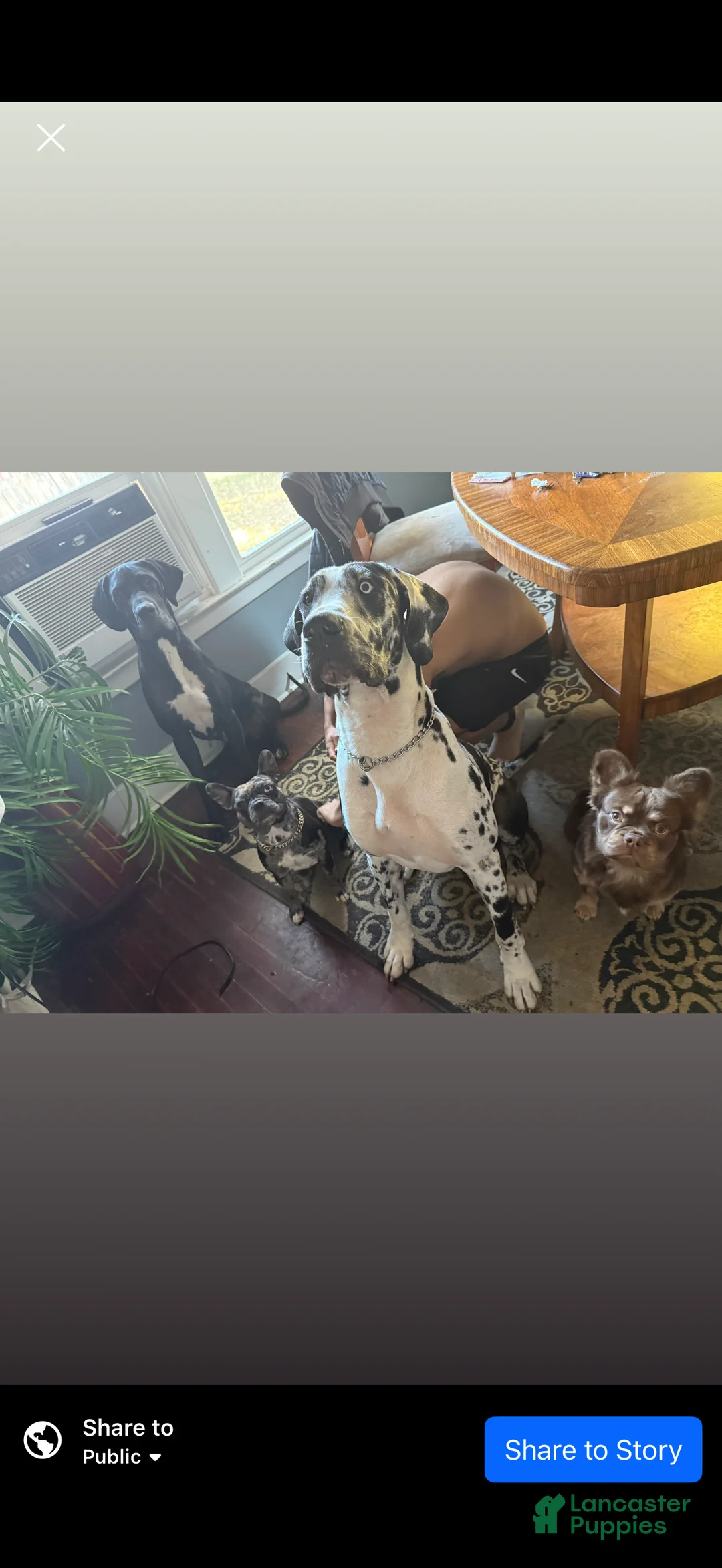 Great Dane dogs for sale: Athena  - Ad 3