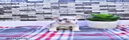 French Bulldog dogs for sale: Frankie - Ad 3
