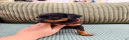 Miniature Pinscher dogs for sale: Luke - Ad 2