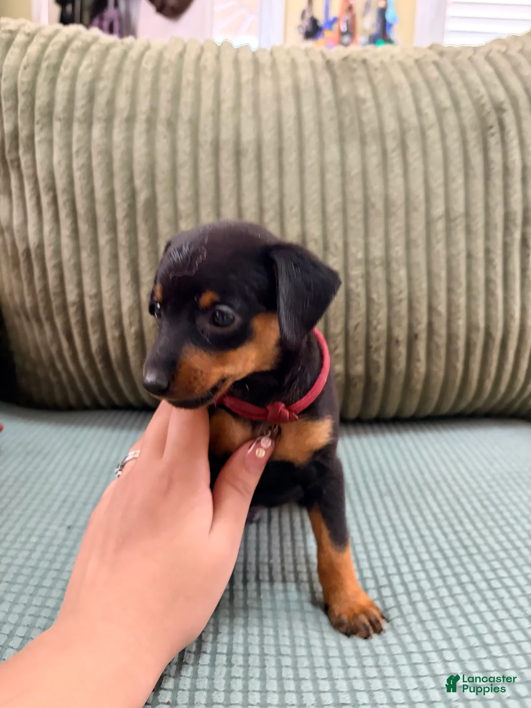 Miniature Pinscher dogs for sale: Luke - Ad 2