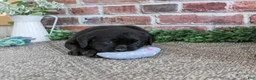 Labrador Retriever dogs for sale: Bean - Ad 3