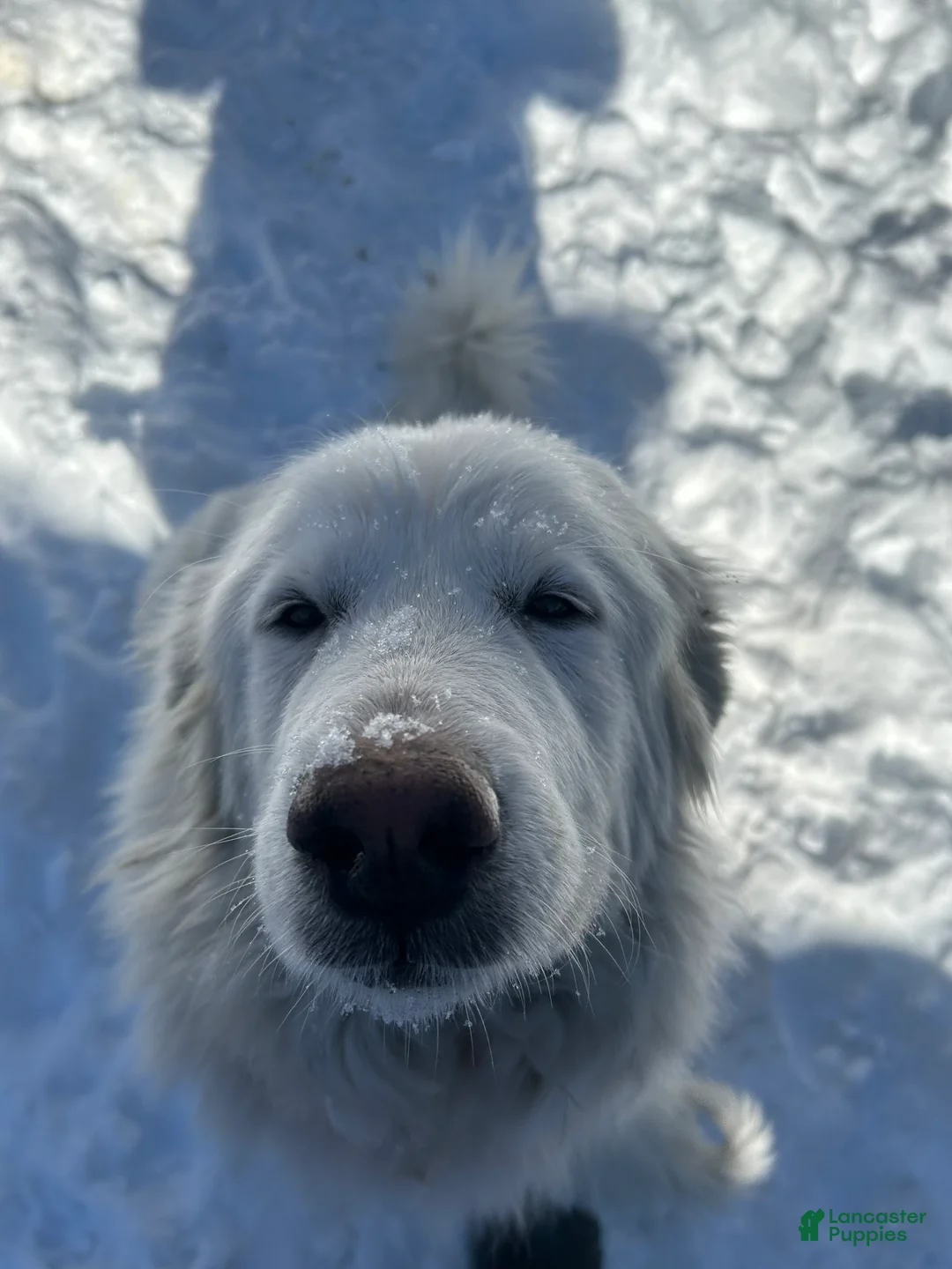 Great Pyrenees dogs for sale: Tiny Tonya - Ad 2