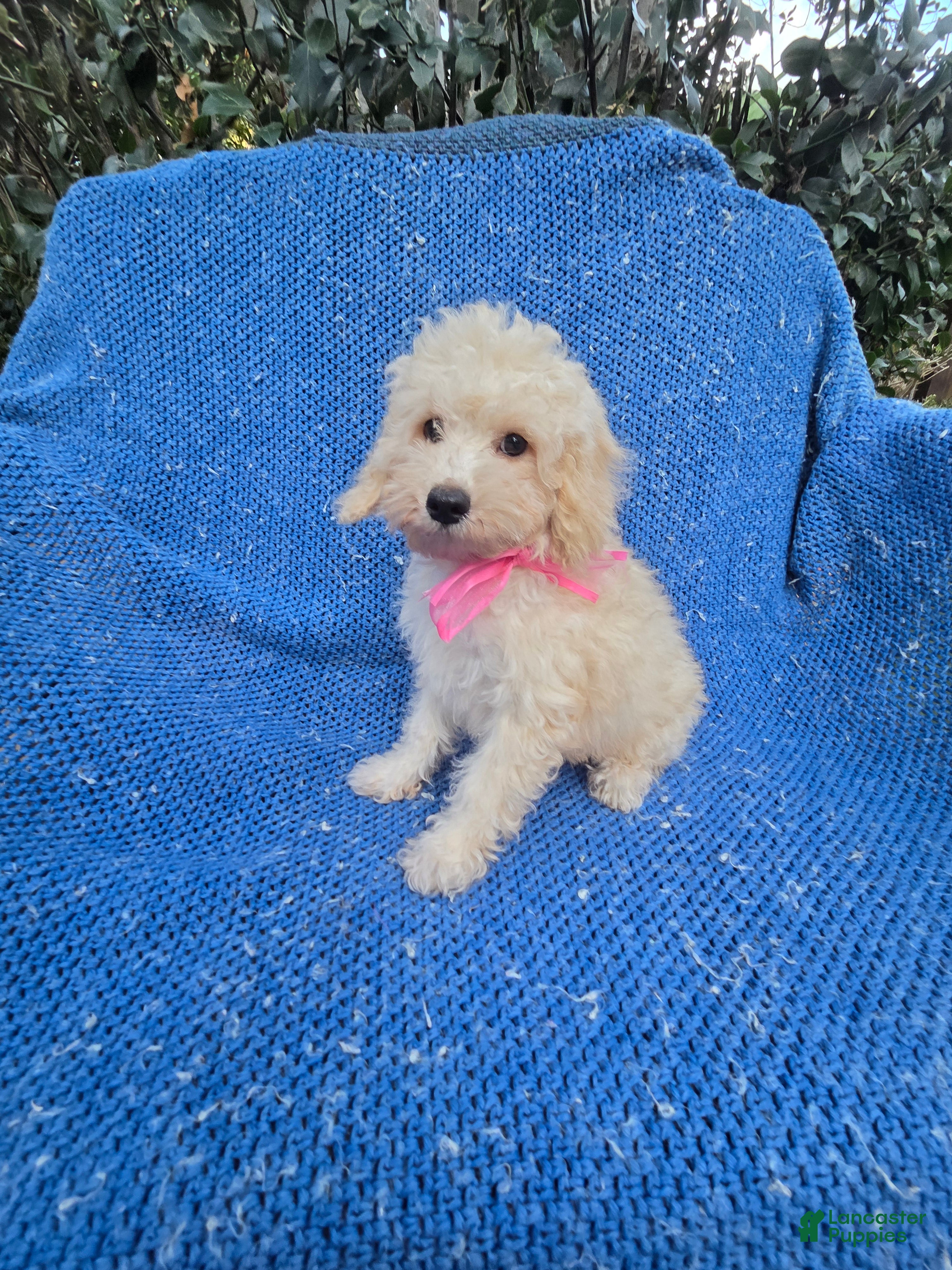 Toy Poodle dogs Gianna  - Ad 17