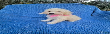 Gianna 