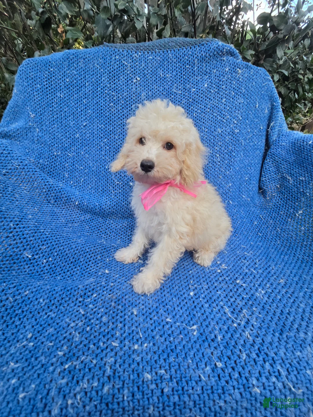 Toy Poodle dogs for sale: Gianna  - Ad 1