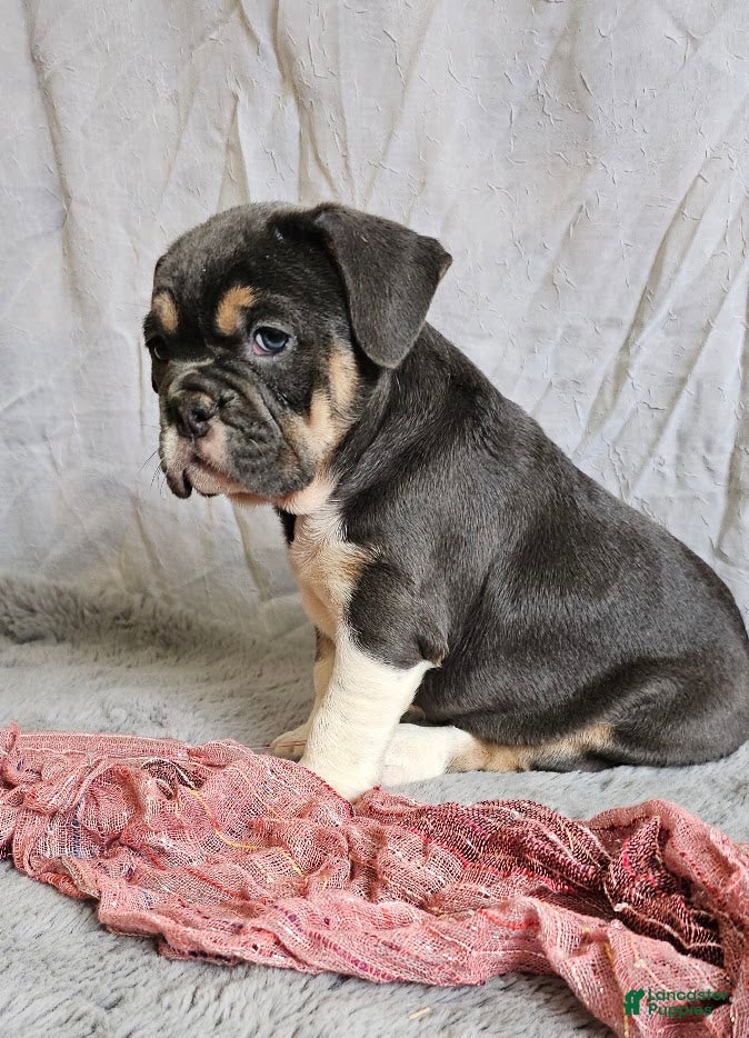 Mixed Breed dogs Freelance Blue Girl - Ad 1