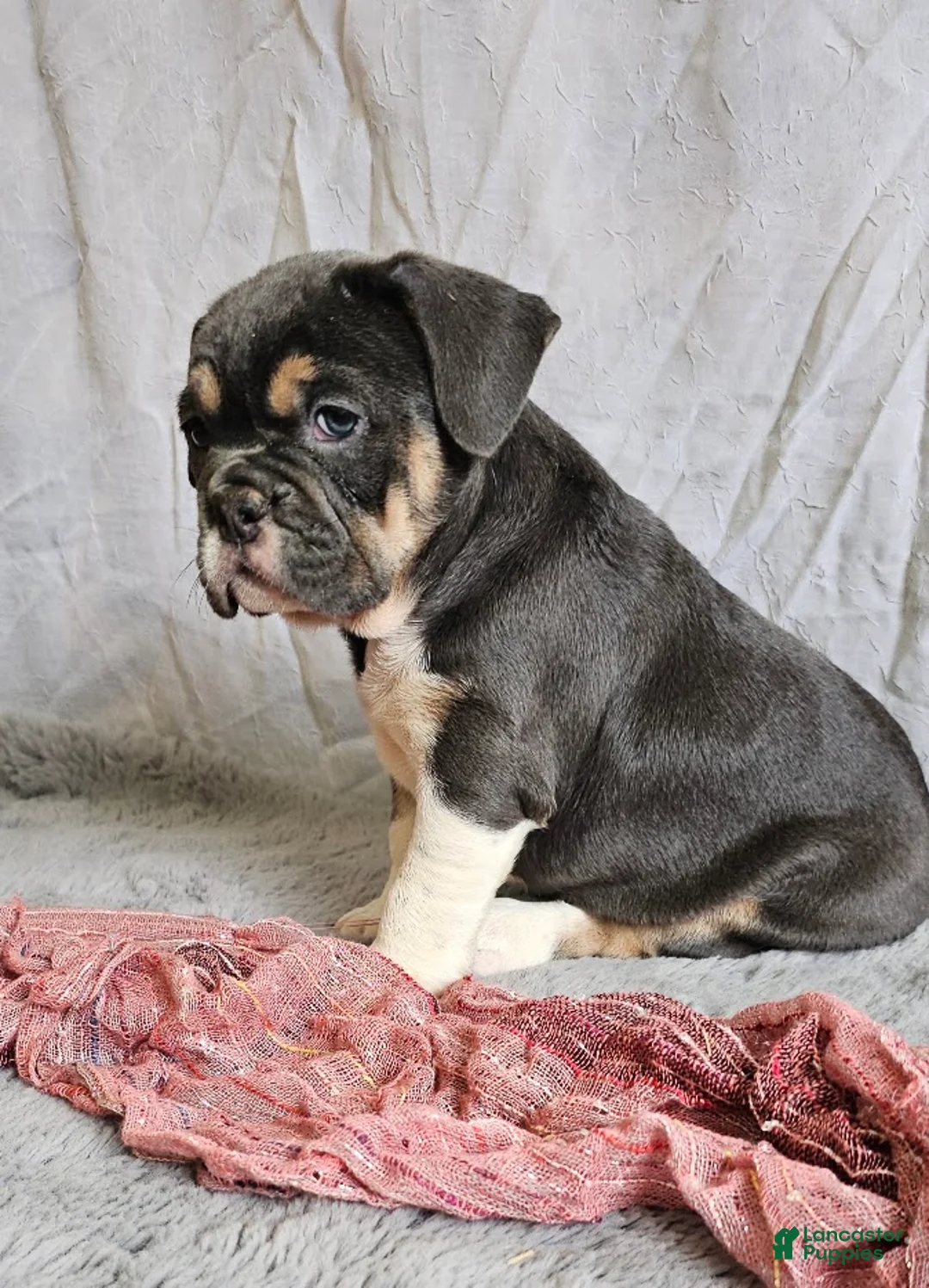 Mixed Breed dogs for sale: Freelance Blue Girl - Ad 1