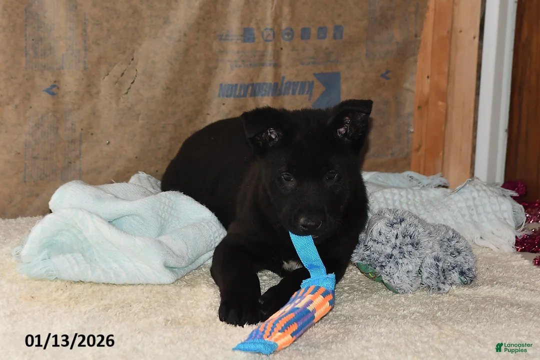 Belgian Malinois dogs for sale: Pepper - Ad 2