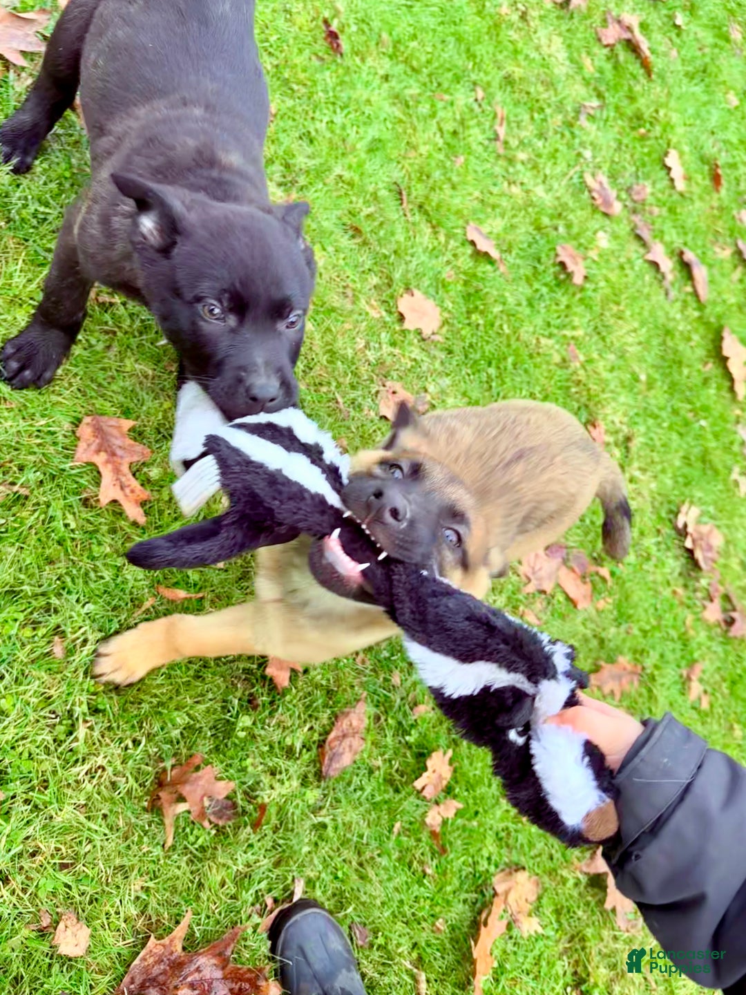 Mixed Breed dogs for sale: Dark pink Collar - Female Fawn - Ad 3