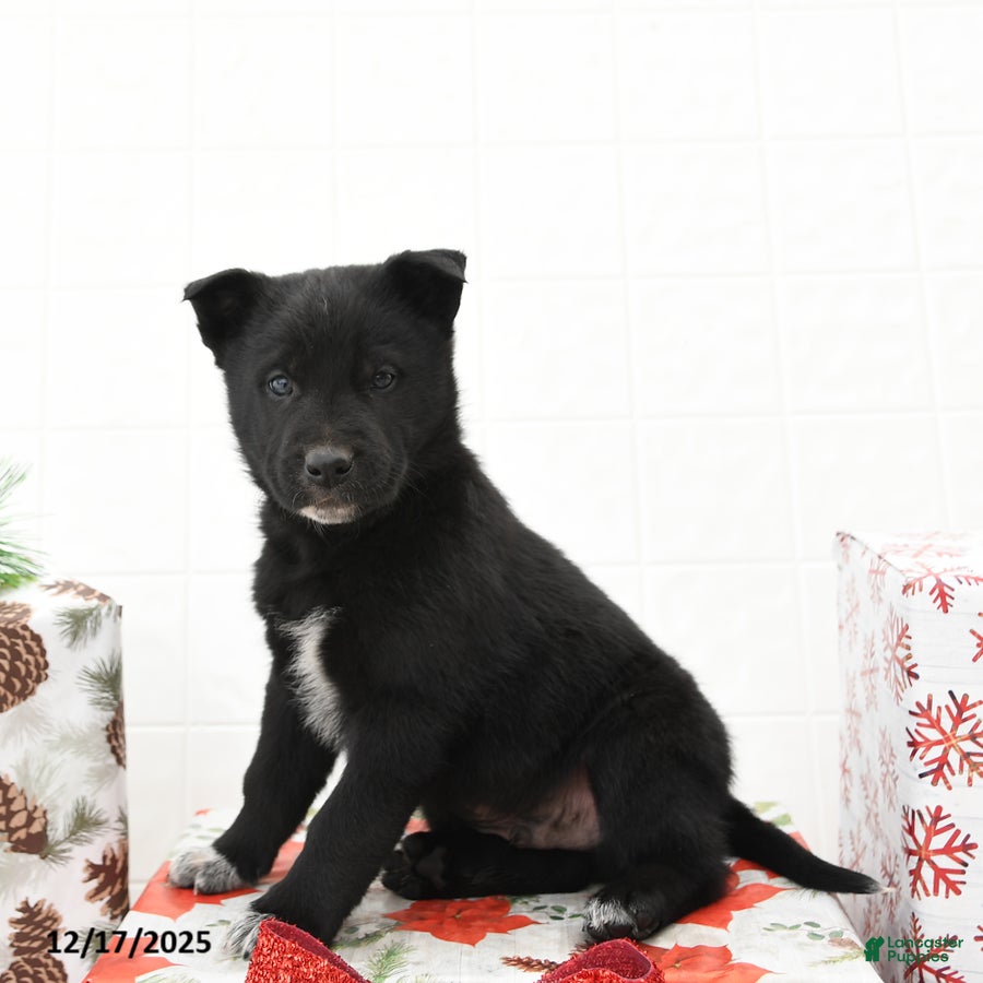 Mixed Breed dogs Gecko - Ad 10