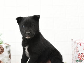 Mixed Breed dogs Gecko - Ad 10