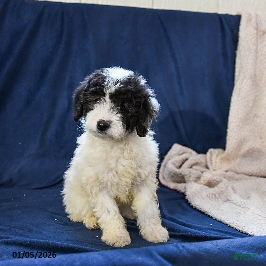 Miniature Poodle dogs Bella   - Ad 28
