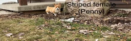 Welsh Corgi Pembroke dogs for sale: Welsh Corgi Pembroke Puppy 3 - Ad 3